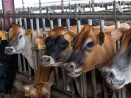 Promasidor Nigeria’s Contribution to the National Dairy Development Program Delivers Results with Increased Local Milk Production, Economic Development | Blissful Affairs Online